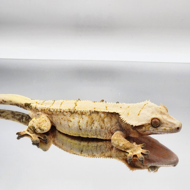 트라이 솔리드백 익스트림할리퀸