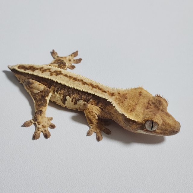 풀핀 핀스트라이프 트라이 화이트스팟 카와