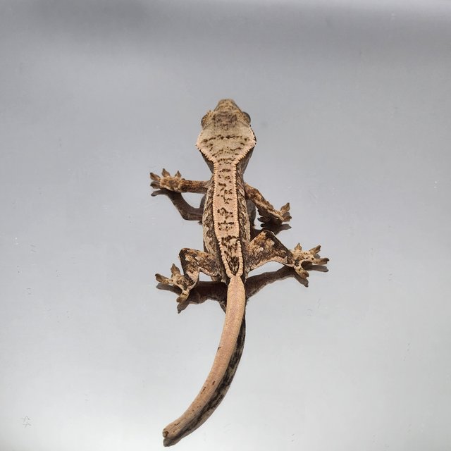 트라이 드리피 화이트스팟