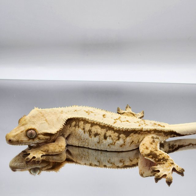 풀핀 드리피 쿼드