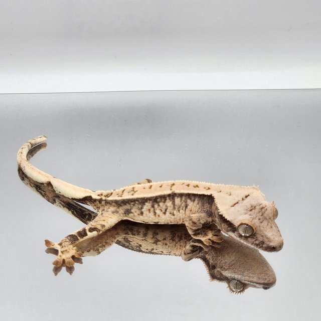 드리피 화이트스팟