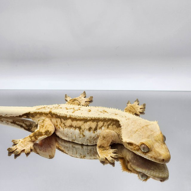 풀핀 드리피 쿼드