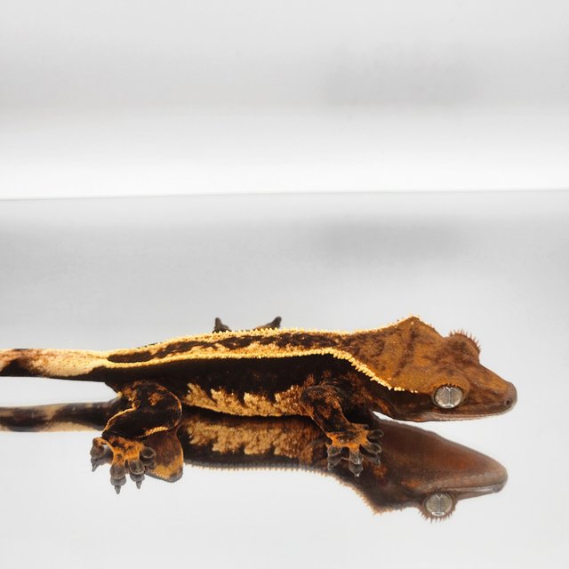 풀핀 100%헷아잔틱 오닉스