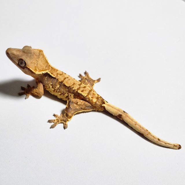 트라이 익스트림할리퀸 바브