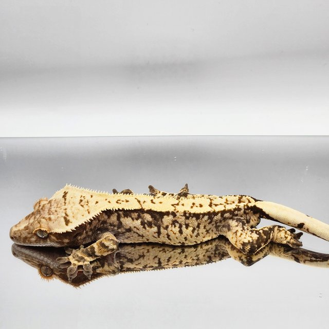 트라이 익스트림할리퀸