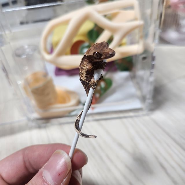 트라이 익스트림할리퀸 바브