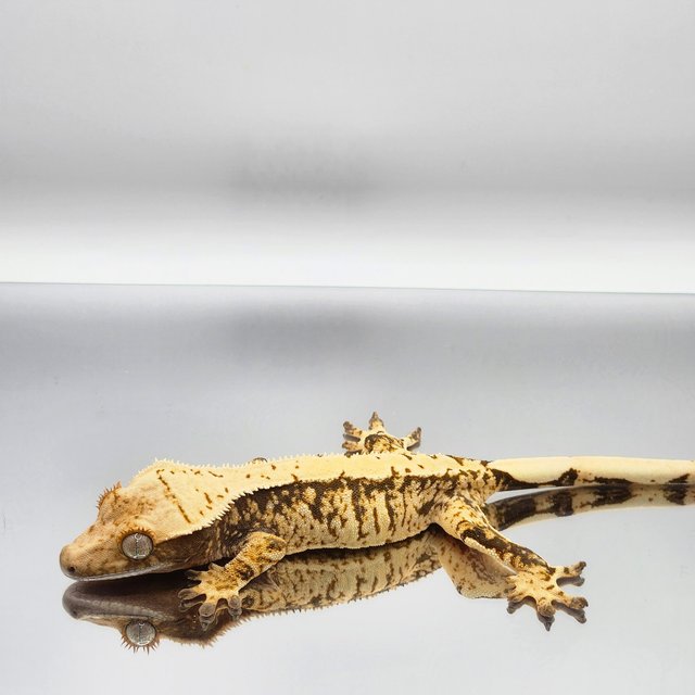 드리피 화이트스팟