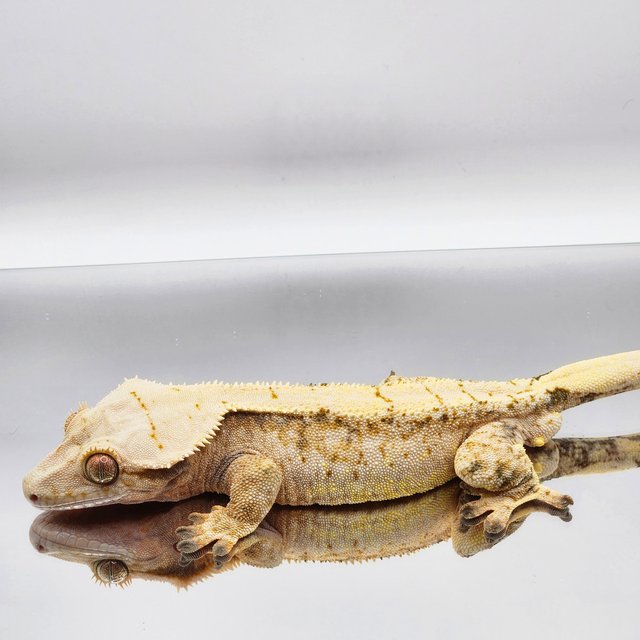 트라이 솔리드백 익스트림할리퀸