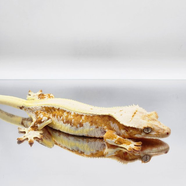 크림 릴리화이트