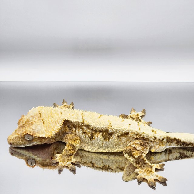 드리피 화이트스팟