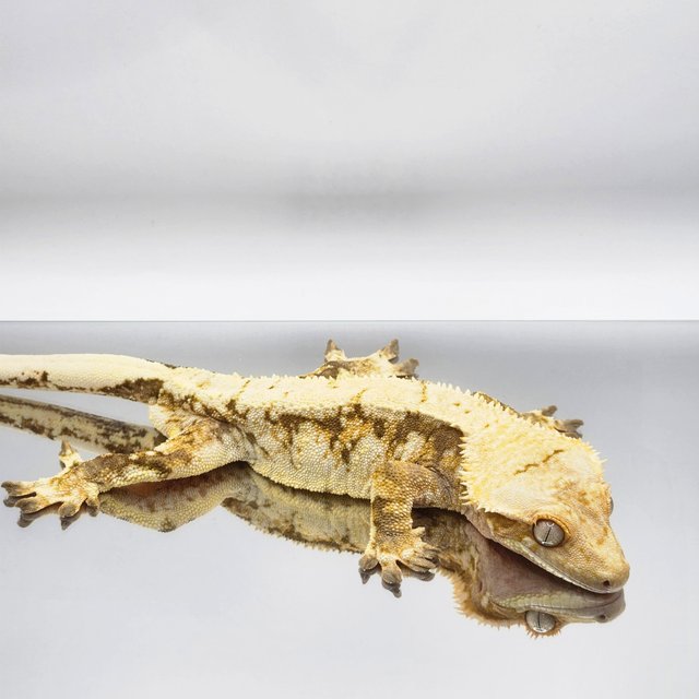 드리피 화이트스팟