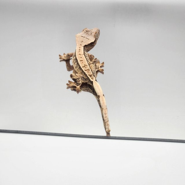 드리피 화이트스팟