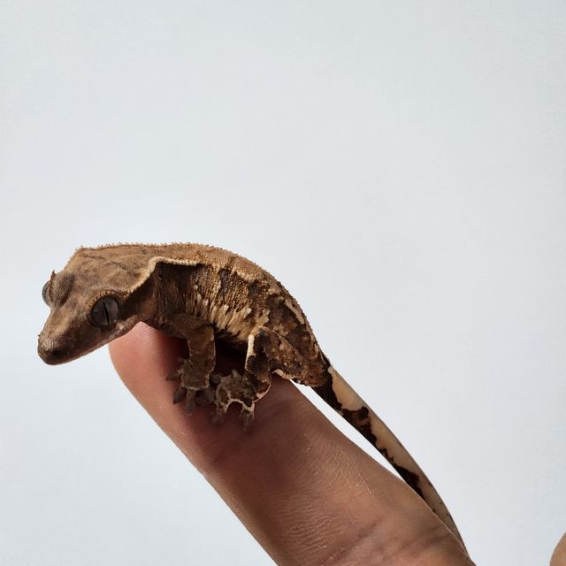 트라이 익스트림할리퀸 바브