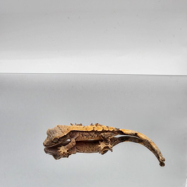 드리피 화이트스팟