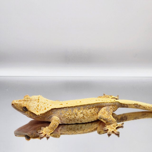 솔리드백 화이트스팟