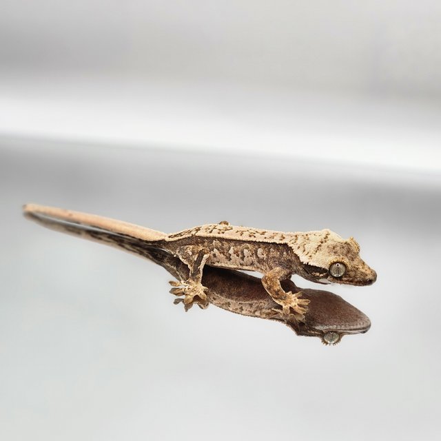 트라이 드리피 화이트스팟