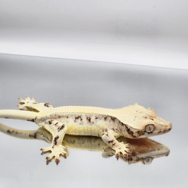 릴리화이트 레이지