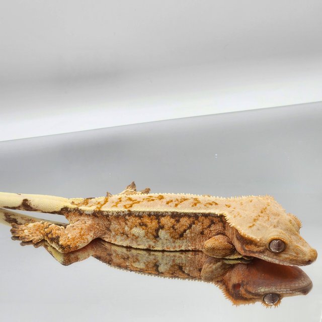 트라이 드리피 익스트림할리퀸 텐저린