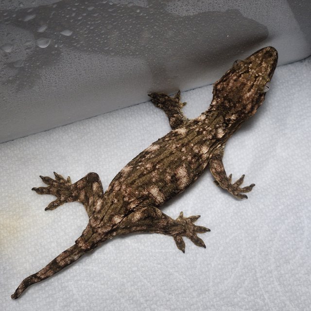 코기스 포인디미에 레드바 GT