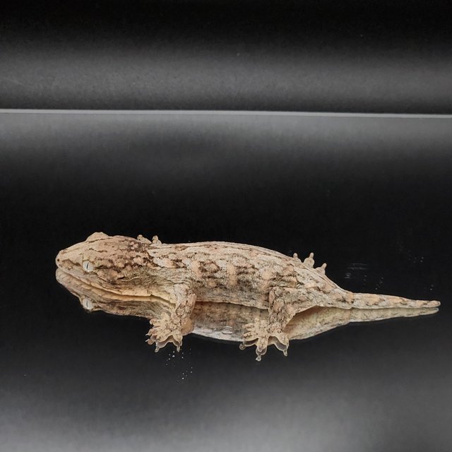 코기스 포인디미에 레드바 GT