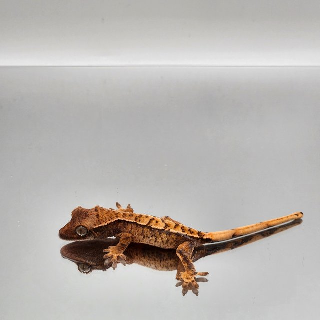 트라이 익스트림할리퀸 텐저린