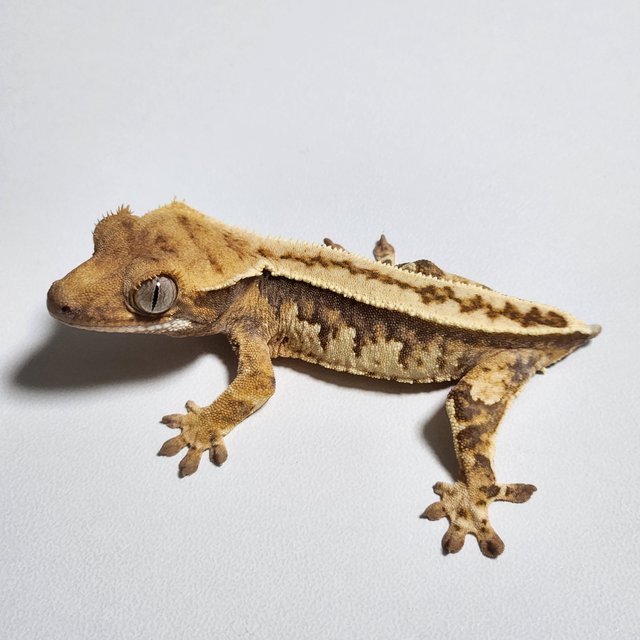 풀핀 핀스트라이프 트라이 화이트스팟 카와