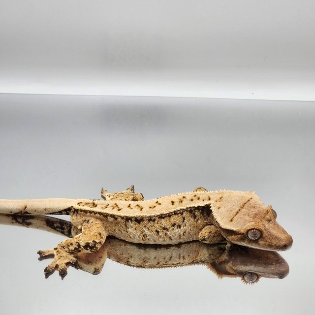 풀핀 드리피 쿼드