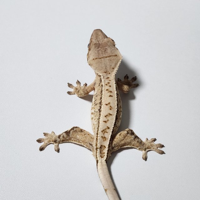 풀핀 드리피 쿼드