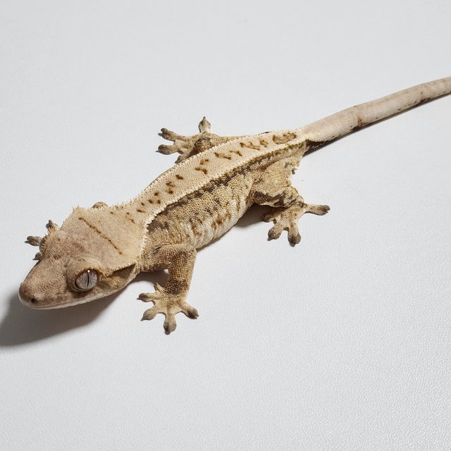 풀핀 드리피 쿼드