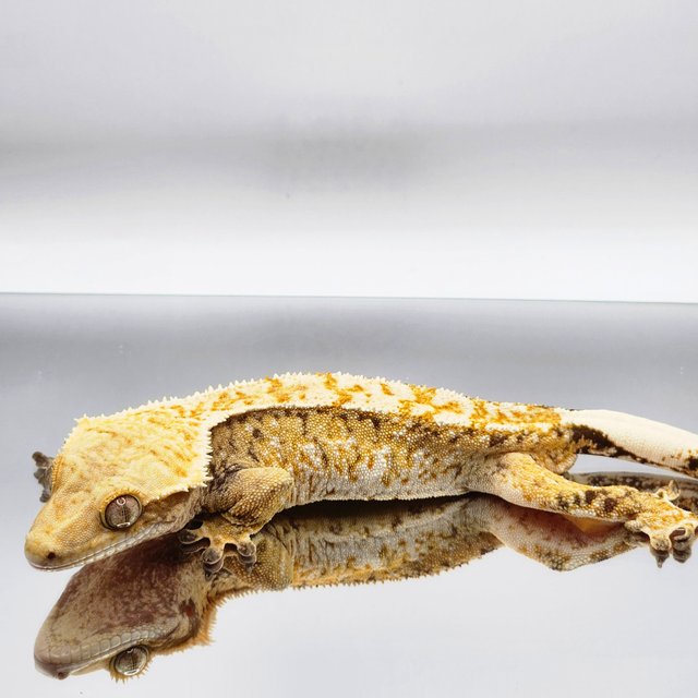 트라이 드리피 화이트스팟