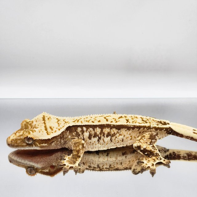 풀핀 트라이 드리피 화이트스팟