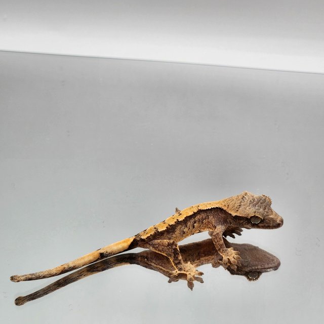 드리피 화이트스팟