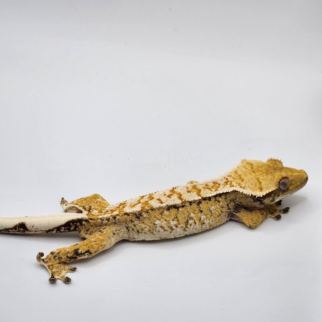 트라이 드리피 화이트스팟