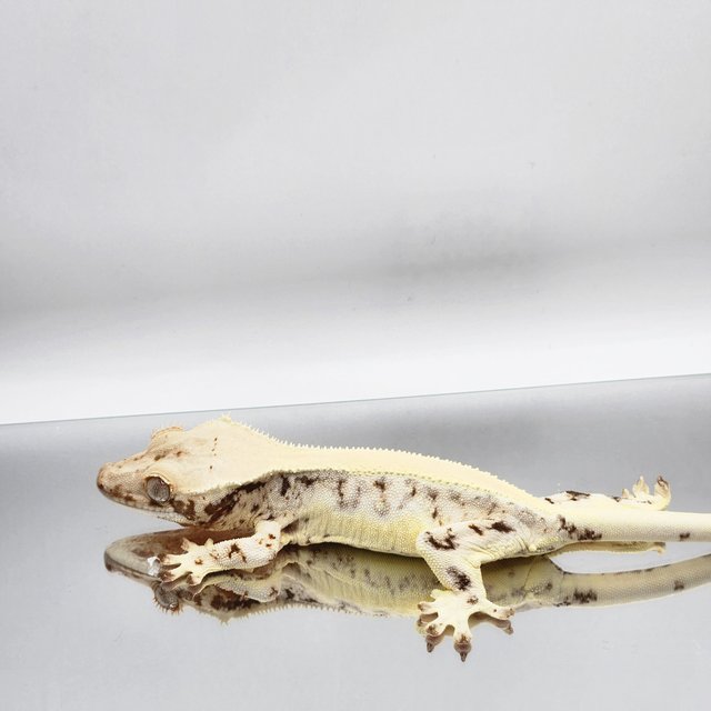 릴리화이트 레이지