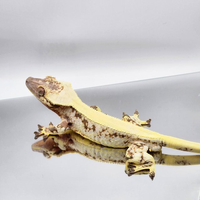 솔리드백 릴리 세이블