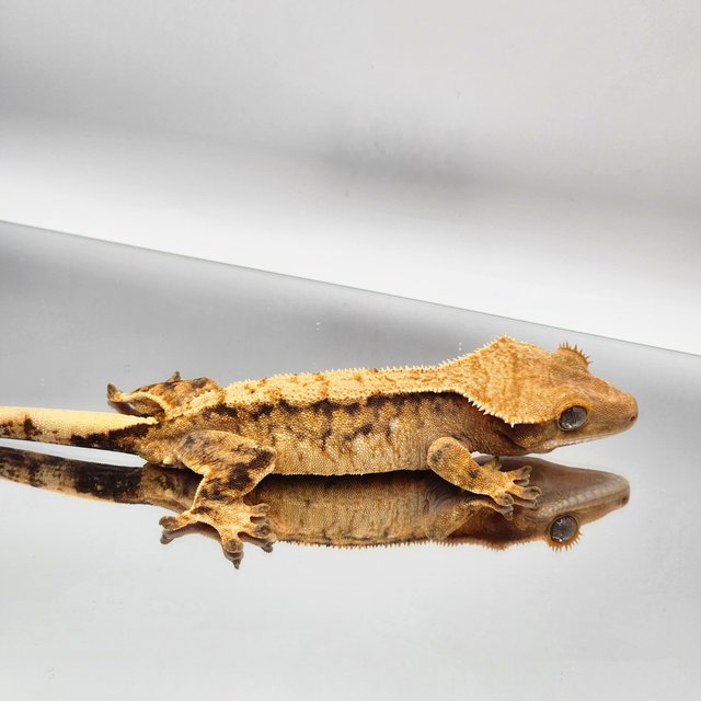 트라이 익스트림할리퀸 텐저린