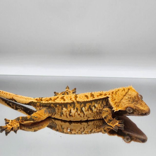 트라이 익스트림할리퀸 텐저린