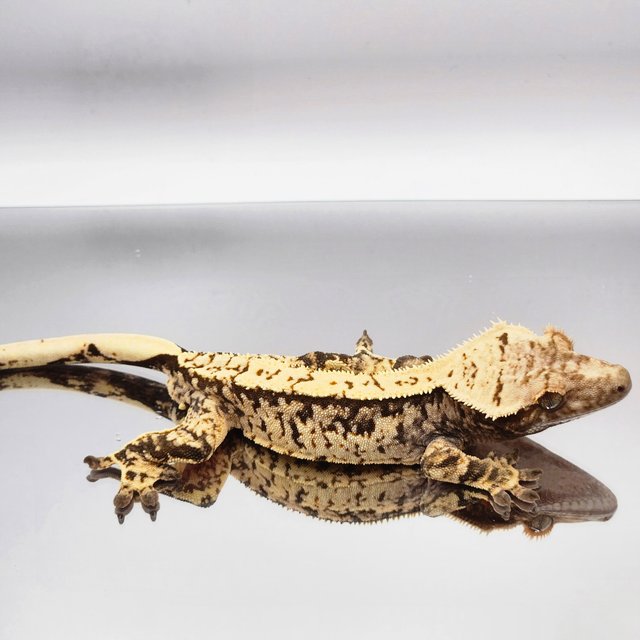 트라이 익스트림할리퀸