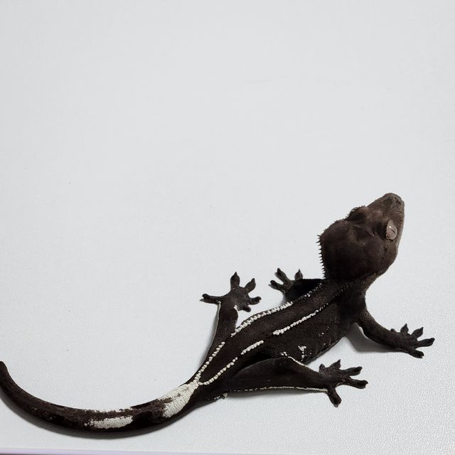 아잔틱