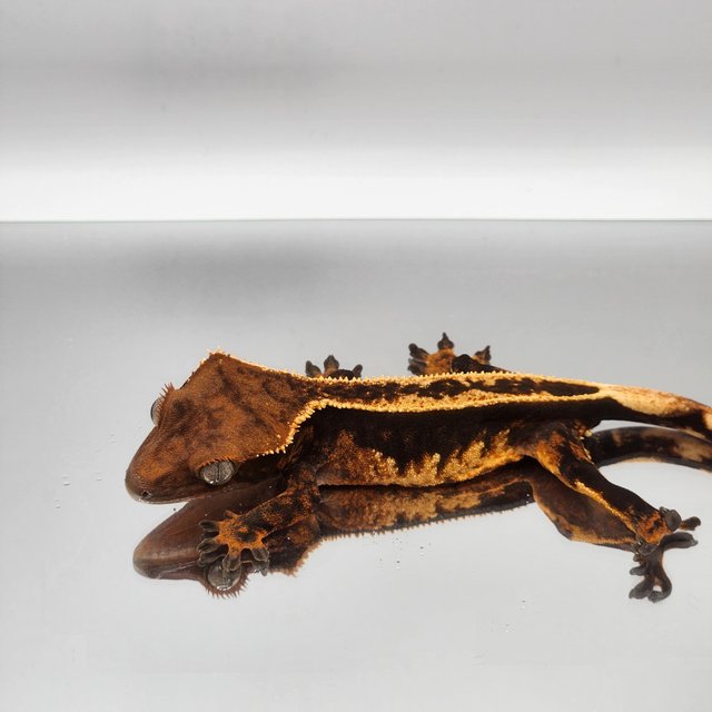 풀핀 100%헷아잔틱 오닉스