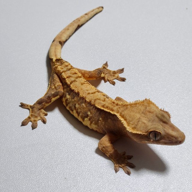 트라이 익스트림할리퀸 바브