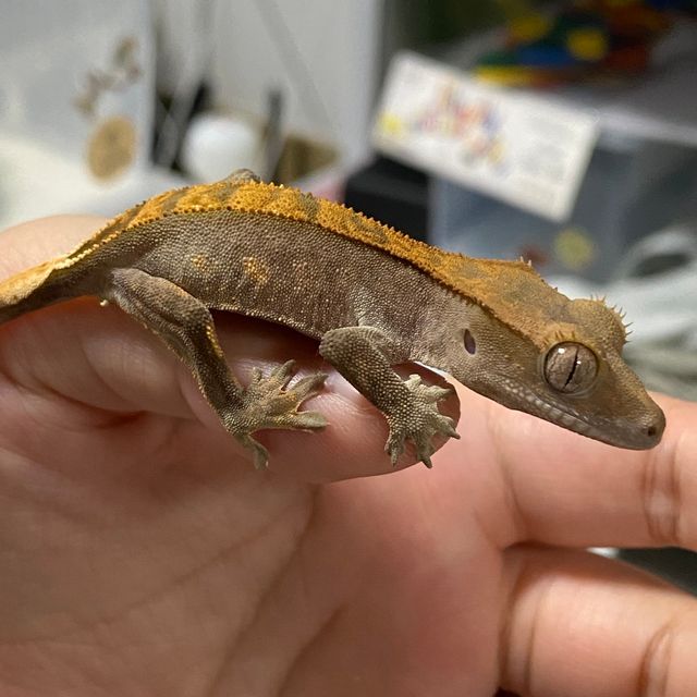 다크 할리퀸