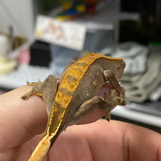 다크 할리퀸