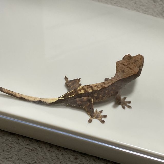 카푸치노