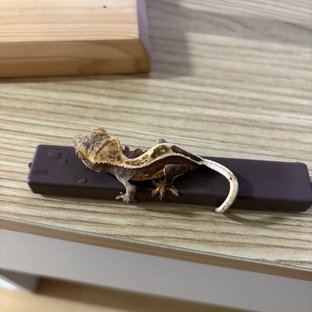 노멀 할리퀸 풀핀 쿼드 핀스트라이프