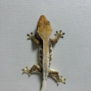 아잔이들엄마