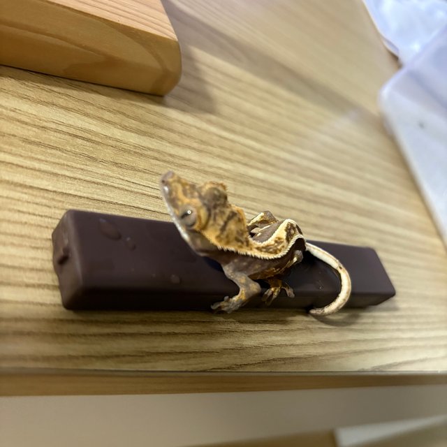 노멀 할리퀸 풀핀 쿼드 핀스트라이프