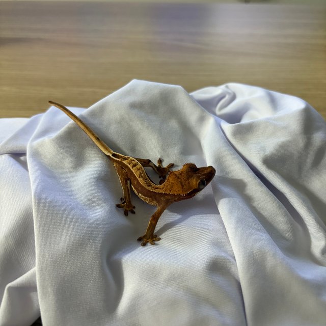 쿼드 풀핀 할리퀸 핀스트라이프