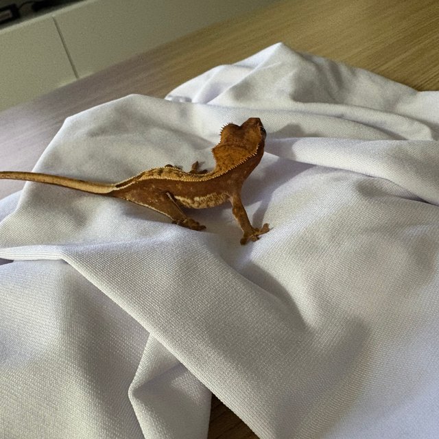 쿼드 풀핀 할리퀸 핀스트라이프