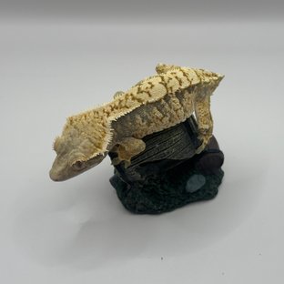 익스트림할리퀸 트라이 노멀